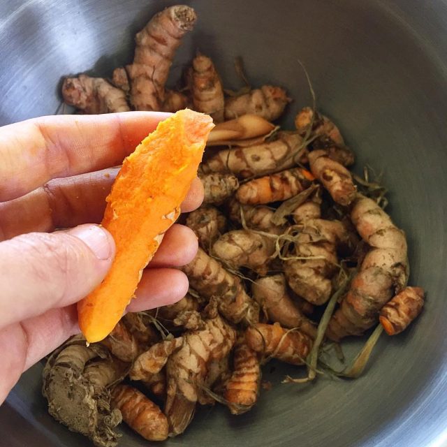 fresh-turmeric